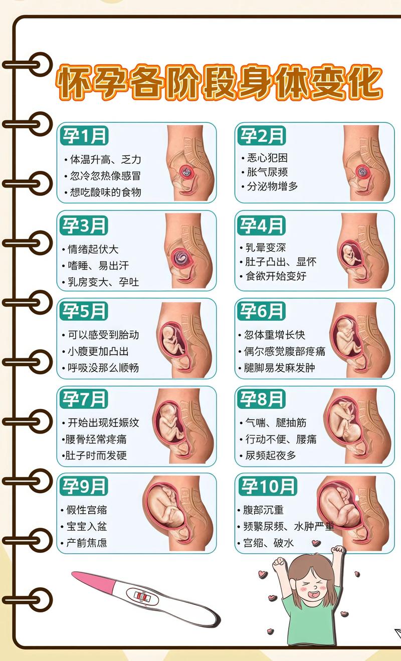 揭秘供卵代孕妈妈怀孕小腹分两节，孕期变化的奥秘西双版纳代生机构: